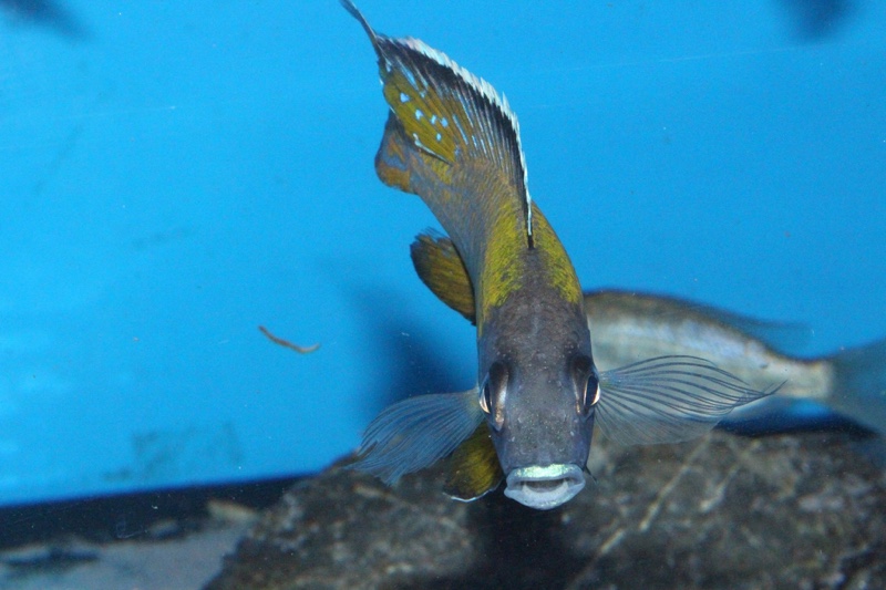 Aulonocara sp. 'jalo' Jalo Reef